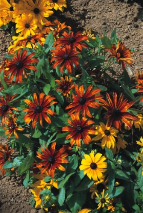 Picture of Rudbeckia - Rustic Dwarfs Mixed